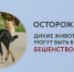 Жителям Котовска рассказали о мерах профилактики бешенства - ИА ПроКотовск